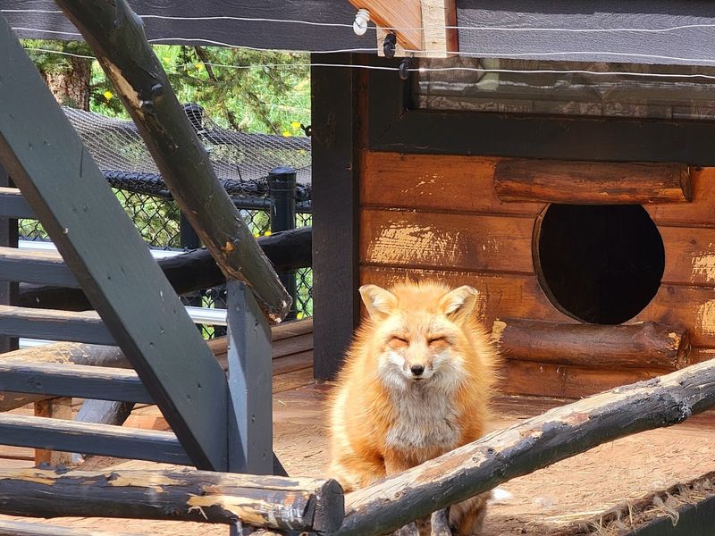 Coyotes and Foxes Round Out the Wildlife Lineup