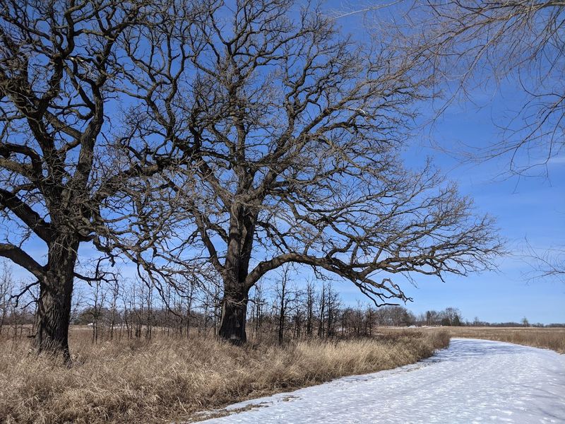 Cross-Country Skiing When Winter Arrives