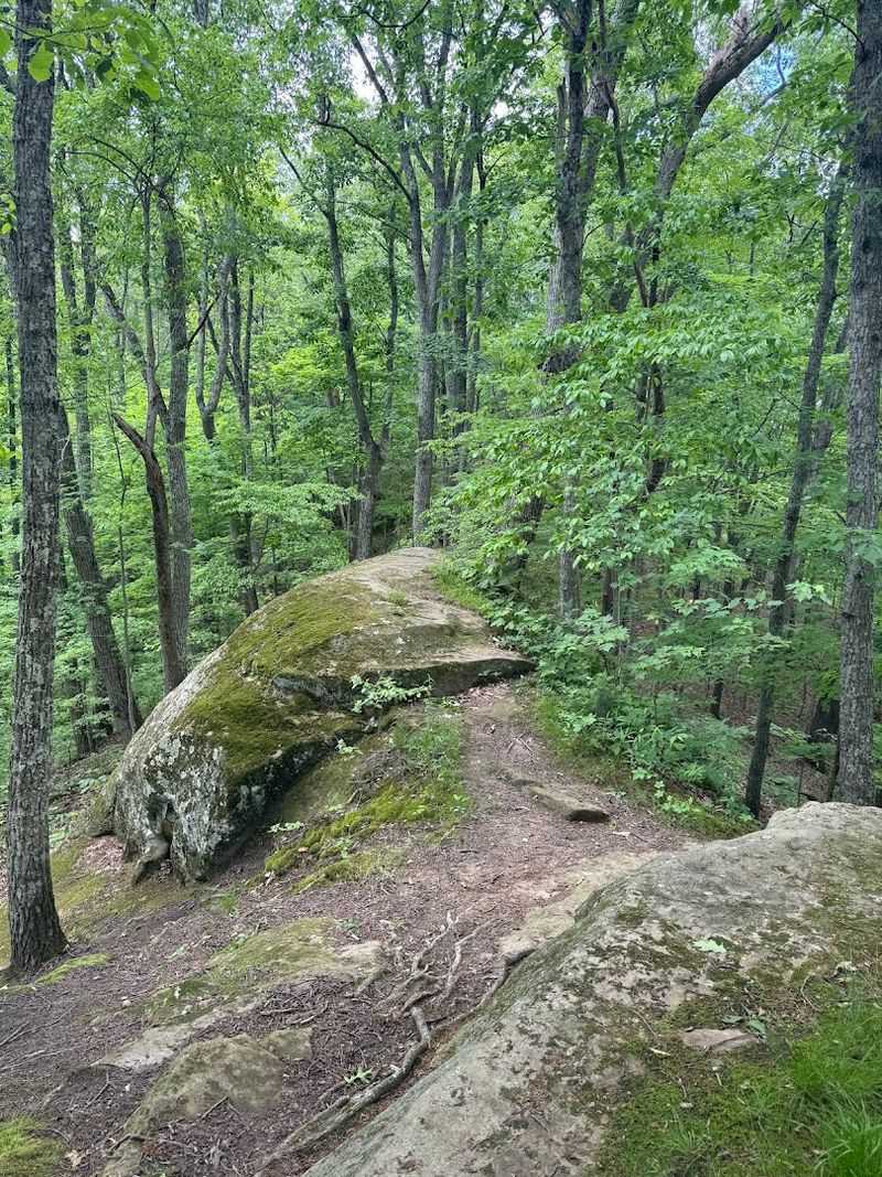 Crumley Knob and the American Chestnut Trees Crumley Knob and the American Chestnut Trees