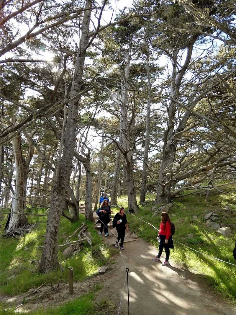 Cypress Grove Trail - Point Lobos, California