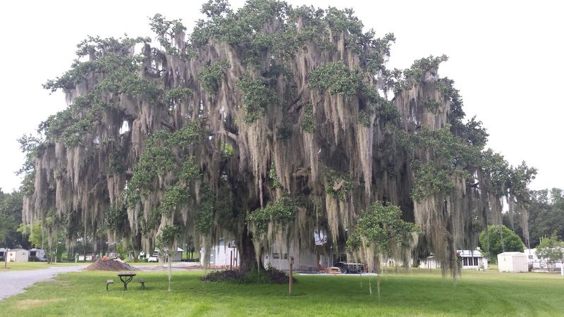 Dade Battlefield Historic State Park