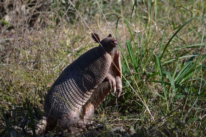Deer, Armadillos, and Unexpected Wildlife Surprises