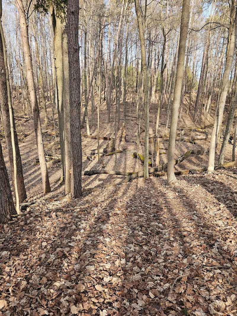 Disc Golf Course Hidden in the Woods
