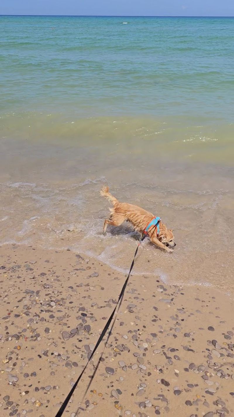 Dog-Friendly Access Even on the Beach