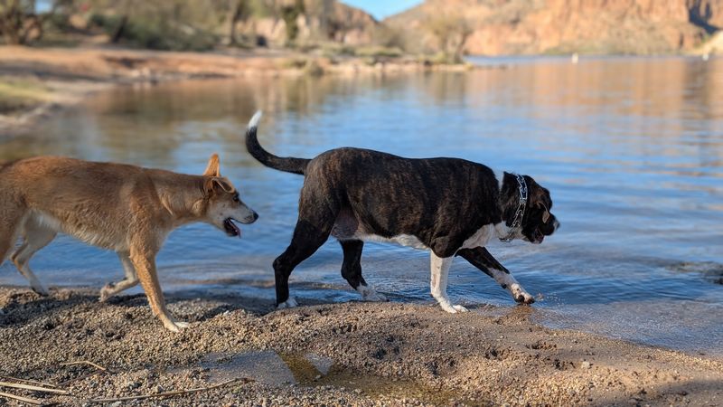 Dog-Friendly Fun That Your Pup Will Never Forget