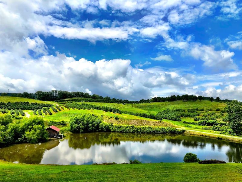 Dog-Friendly Grounds That Welcome the Whole Family