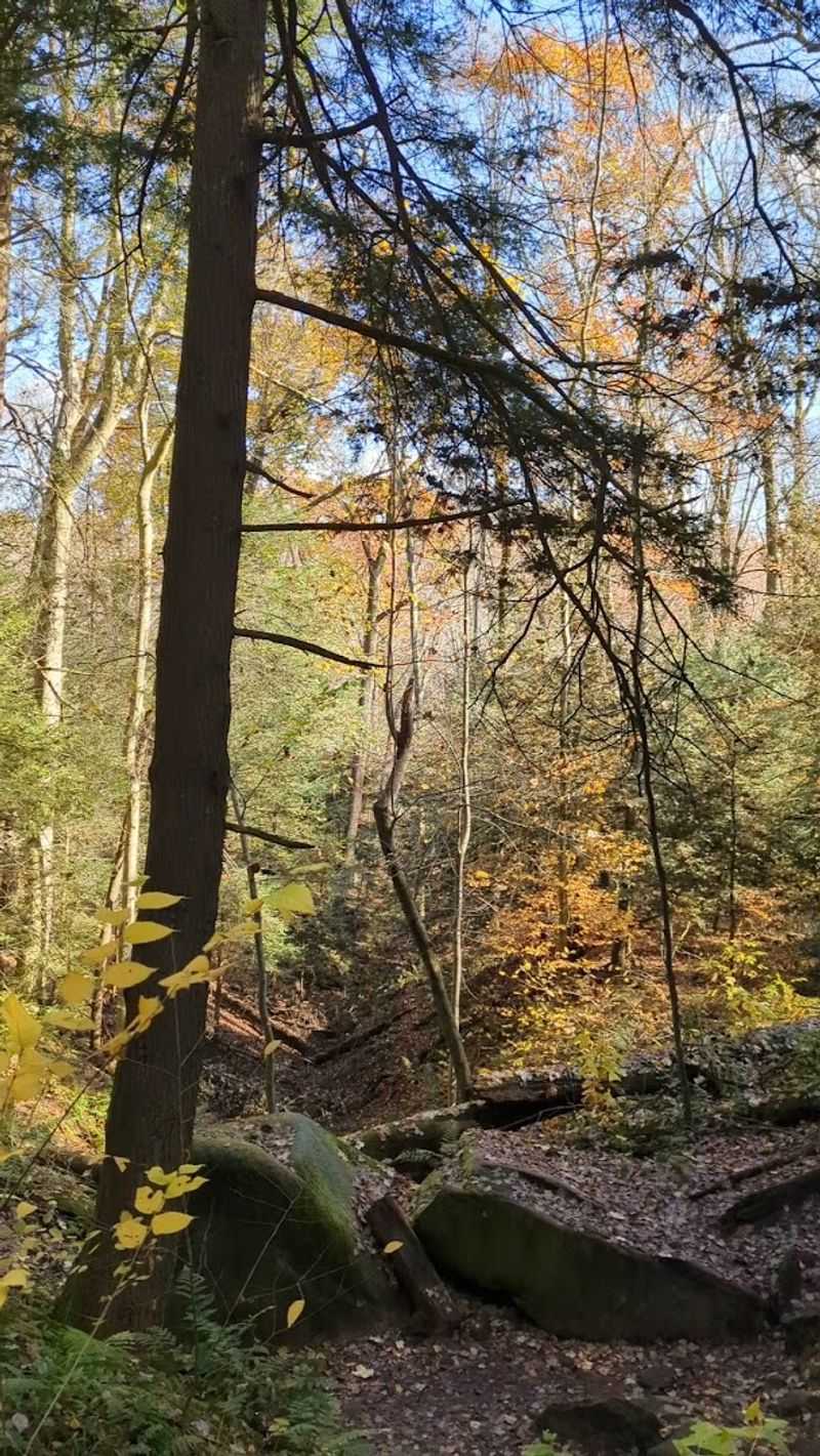 Dog-Friendly Trail for Four-Legged Adventurers
