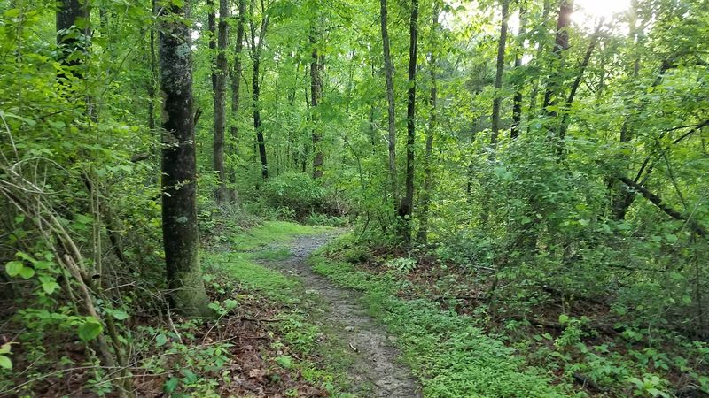 Dog-Friendly Trails That Pups and Owners Both Enjoy