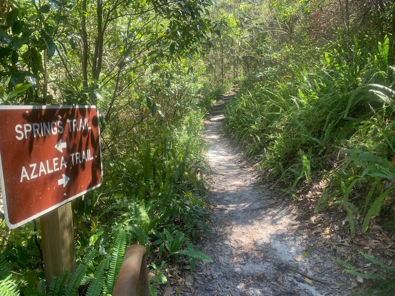 Dog-Friendly Trails That Welcome Your Furry Hiking Companion