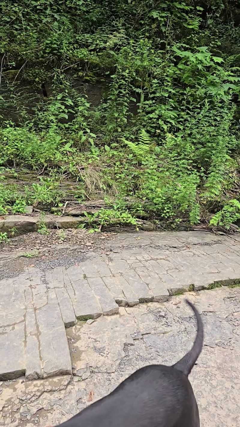 Dog-Friendly Trails That Your Pup Will Absolutely Love
