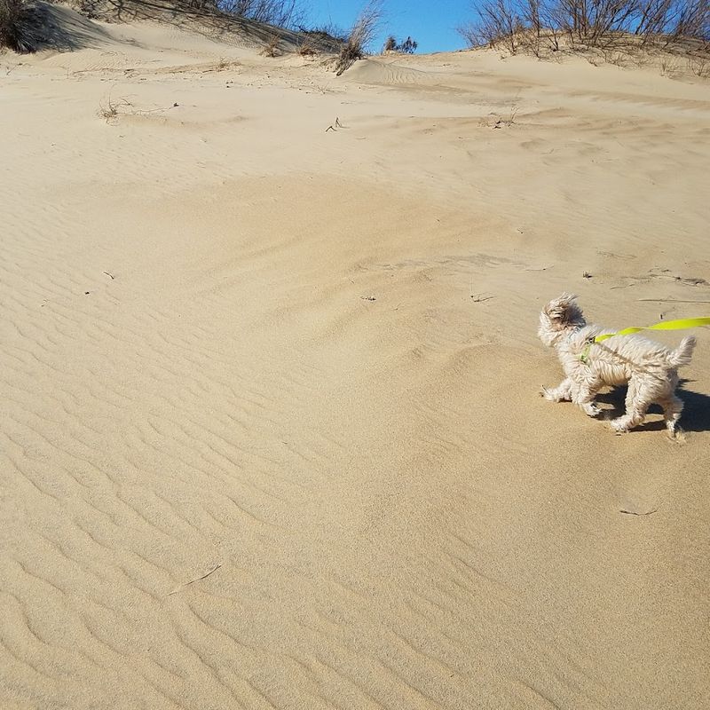 Dog-Friendly Trails and Rinse Stations