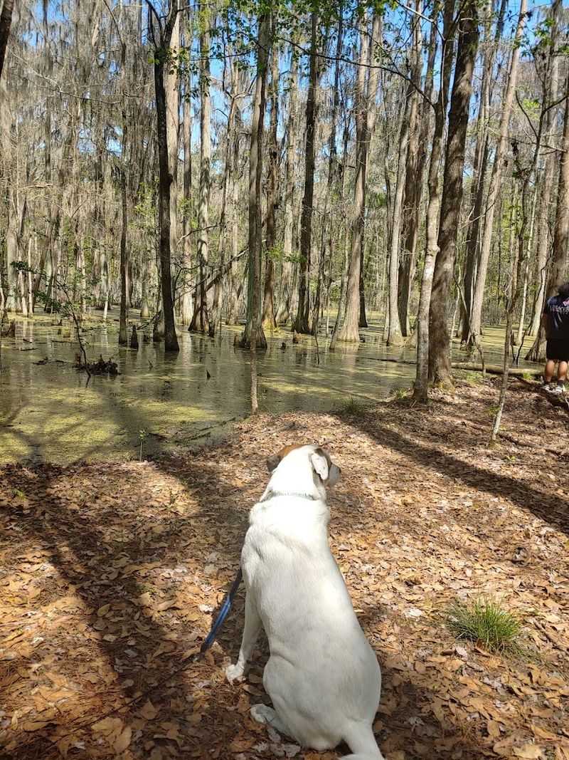 Dog-Friendly Trails for Four-Legged Adventurers Dog-Friendly Trails for Four-Legged Adventurers