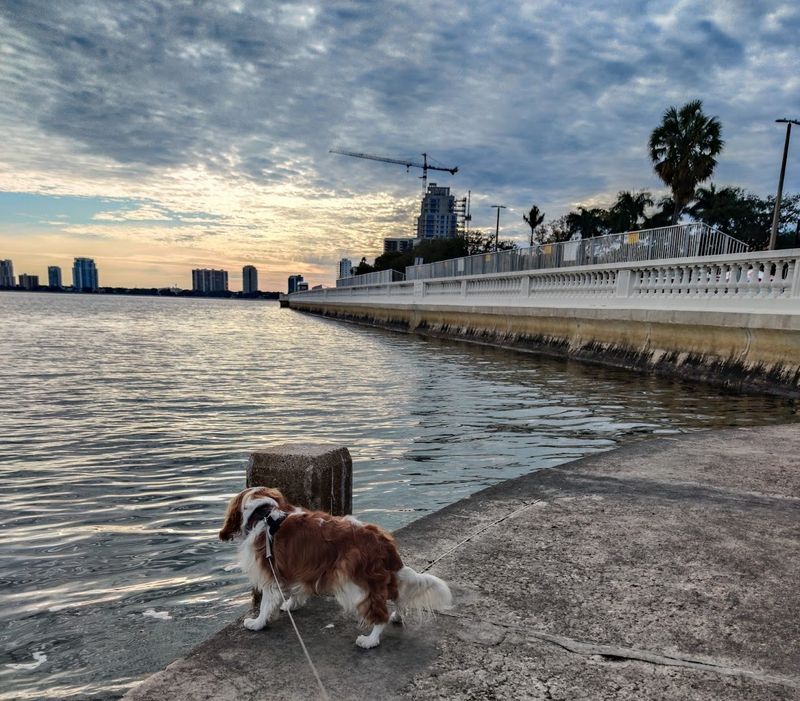 Dog-Friendly Walks with a Waterfront Twist