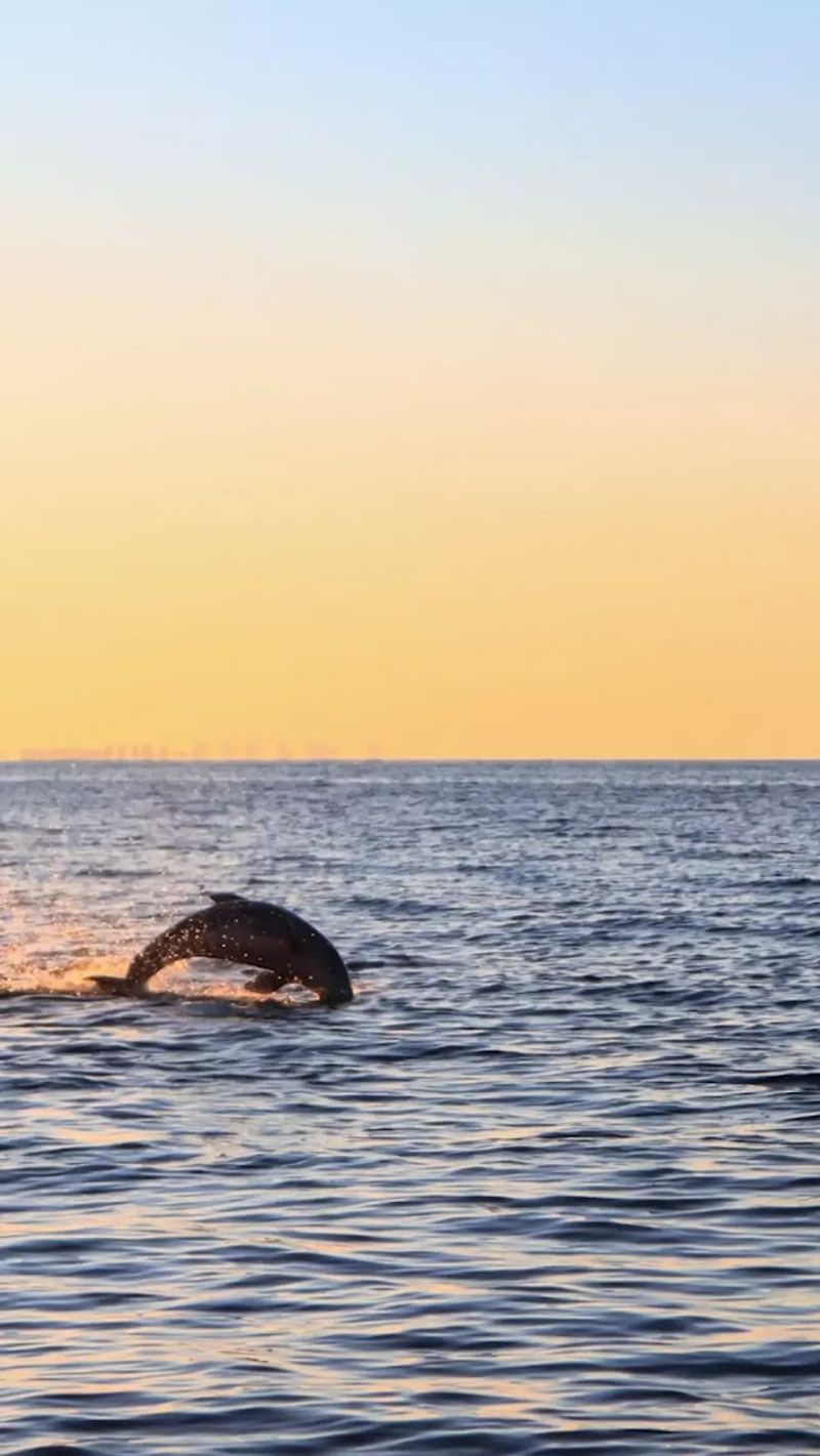 Dolphin Spotting From the Causeway Bridges