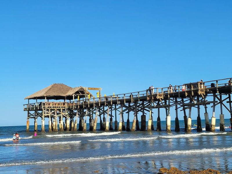 Dolphin Watching: Wild and Wonderful