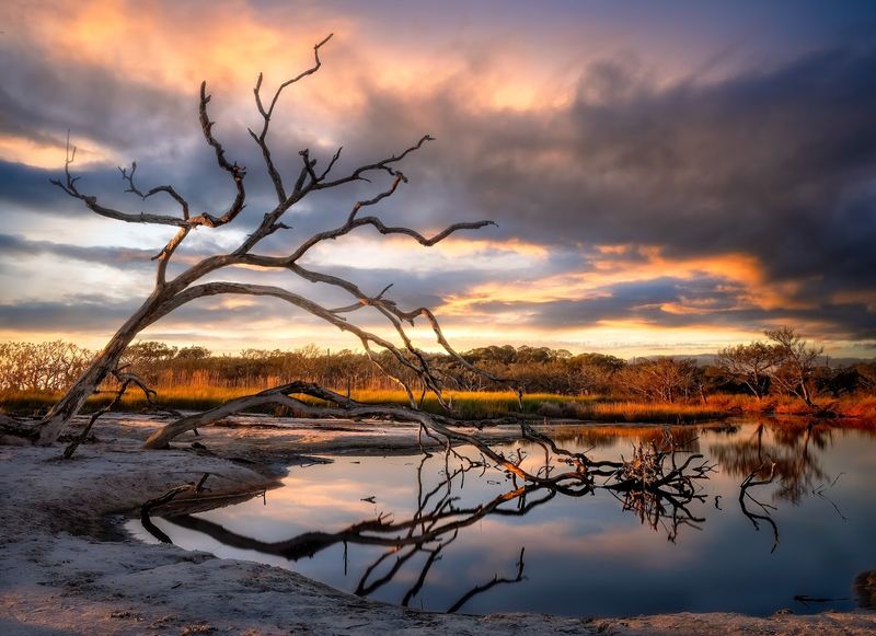 Driftwood Beach: Nature's Most Jaw-Dropping Art Gallery