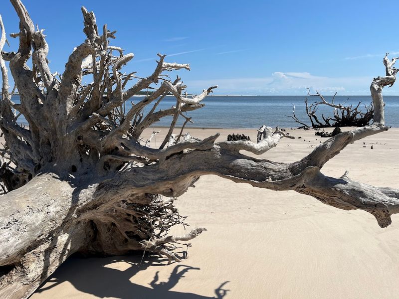 Driftwood Sculptures Nature Built Herself
