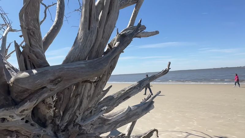 Driftwood Trees That Create a Surreal Landscape