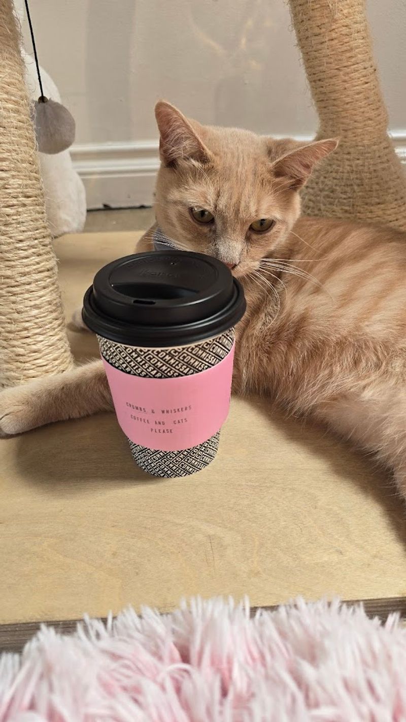 Drinks and Cafe Menu to Sip While Surrounded by Cats