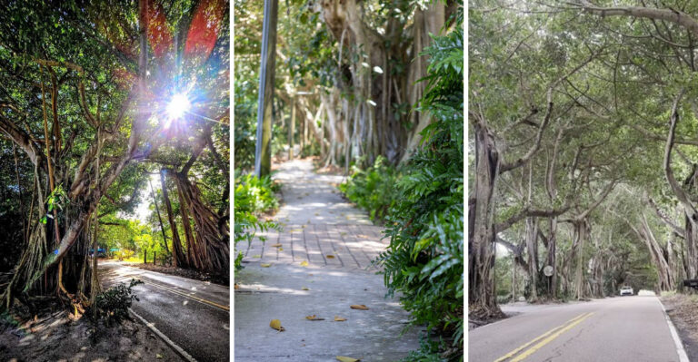 Drive Through This Breathtaking Oak Tree Tunnel In Florida And Feel Like You’ve Entered Another World