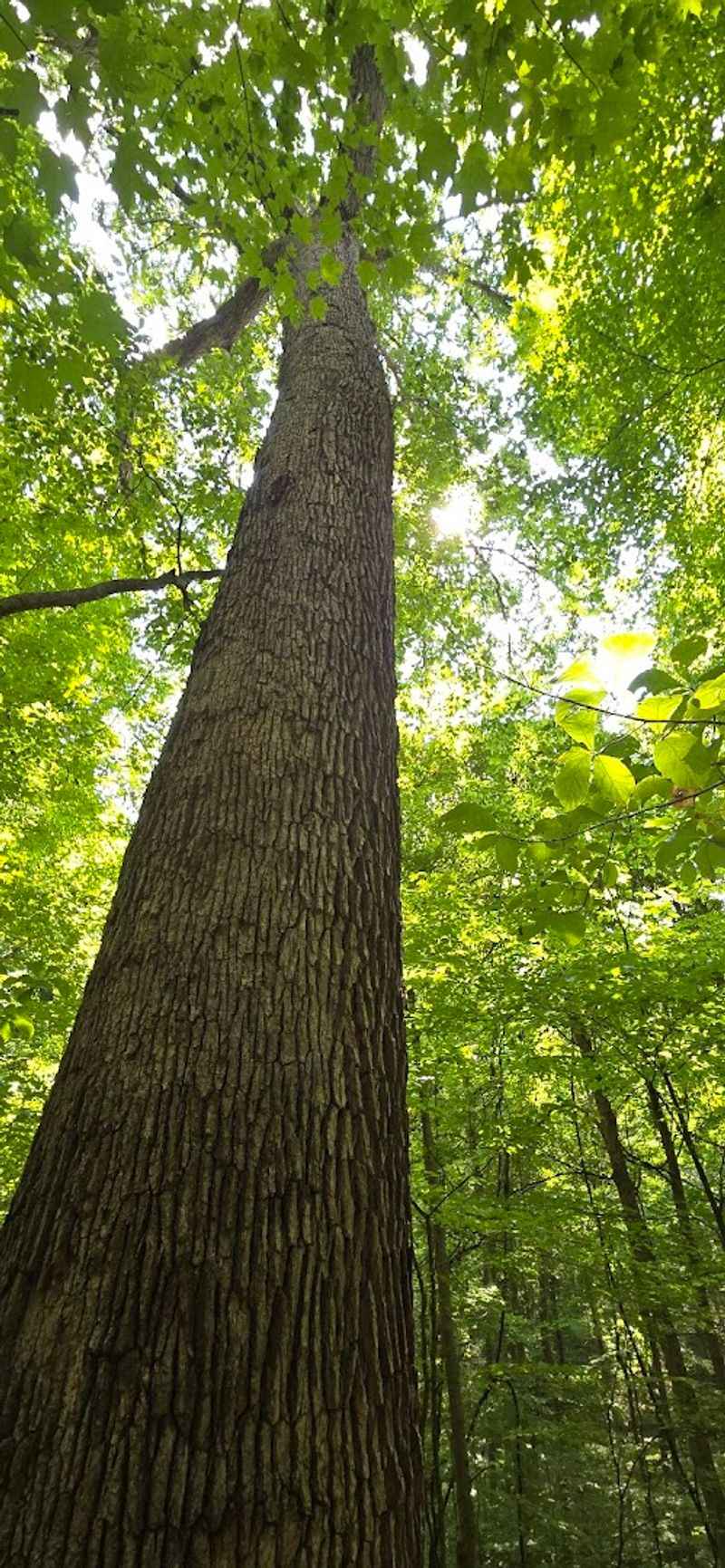 Dysart Woods Preserve - Belmont, Ohio