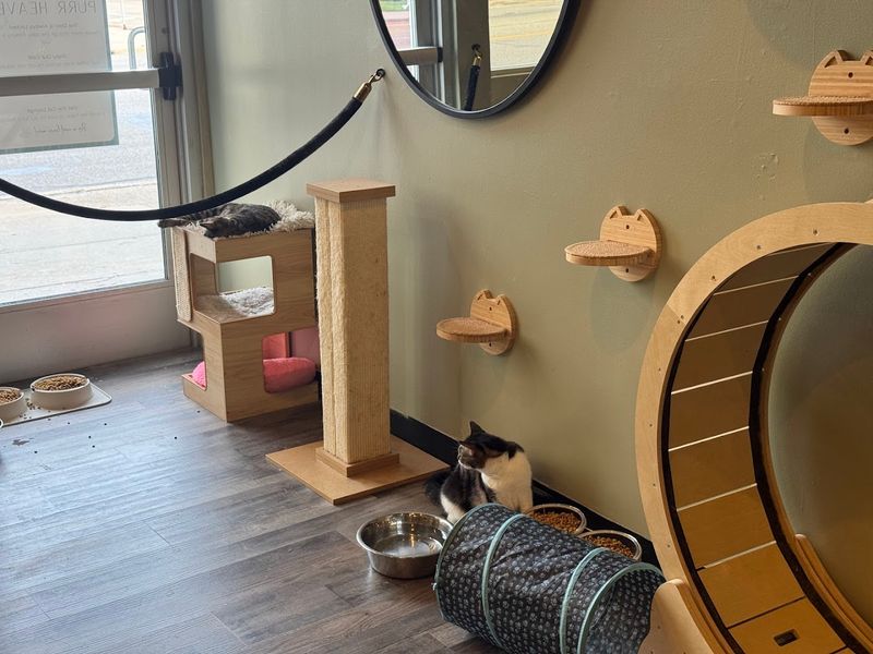 Each Cat Has Its Own Bio and Personality