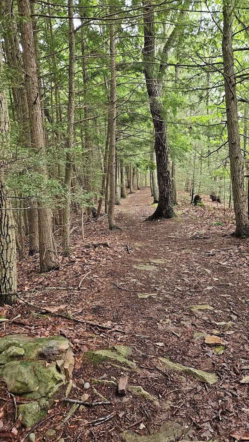 Eastern Hemlocks: The Quiet Giants Watching Over the Park