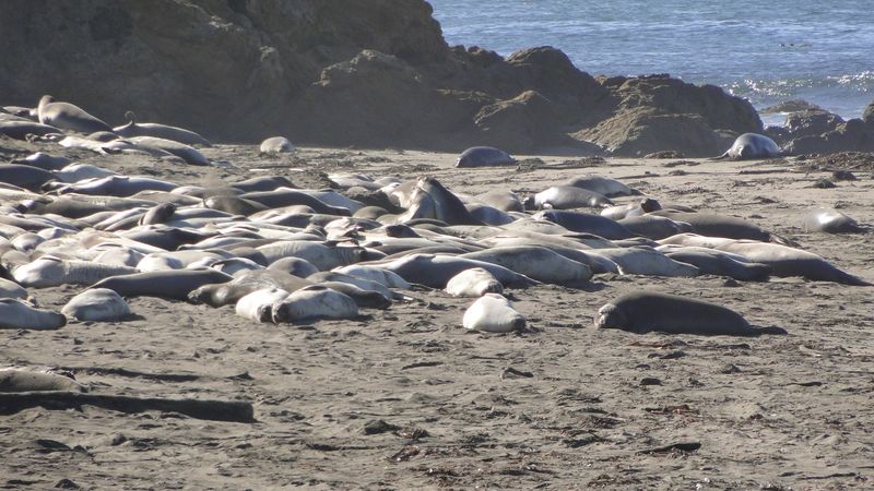Elephant Seal Vista Point Near San Simeon
