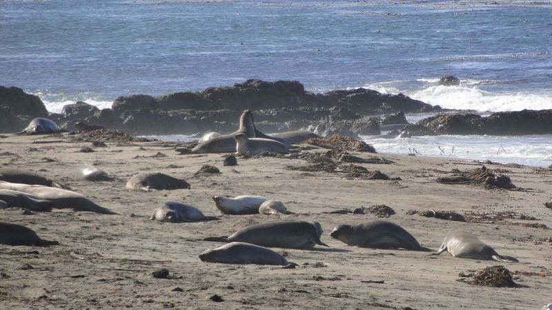 Elephant Seal Vista Point: Wildlife Spectacle Unlike Anything Else
