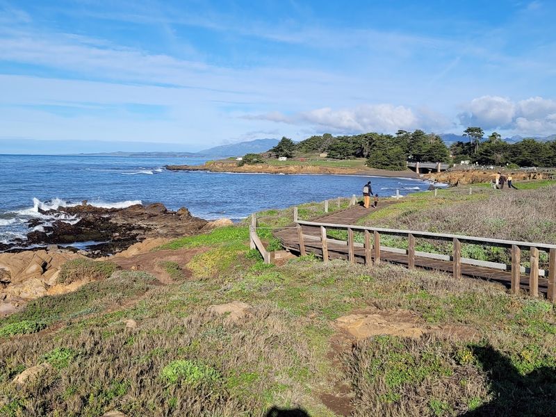 Elephant Seals and Wildlife Encounters Like Nowhere Else