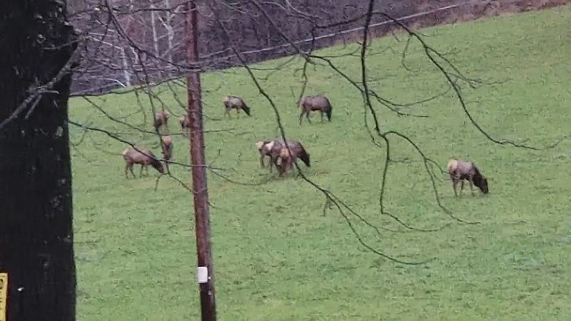 Elk Sightings Along Route 120