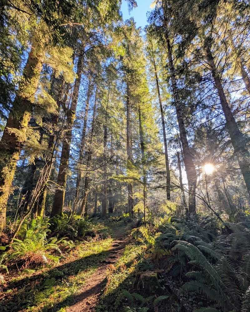 Enchanted Forest Walks Through Coastal Woodlands