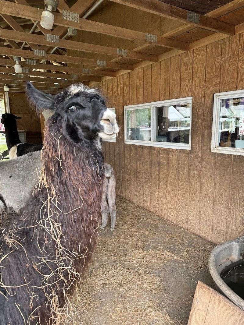 Enjoying the Window-Walled Lounge Where Llamas Peer In at You