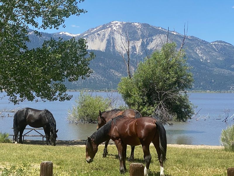 Equestrian Facilities for Horse Enthusiasts
