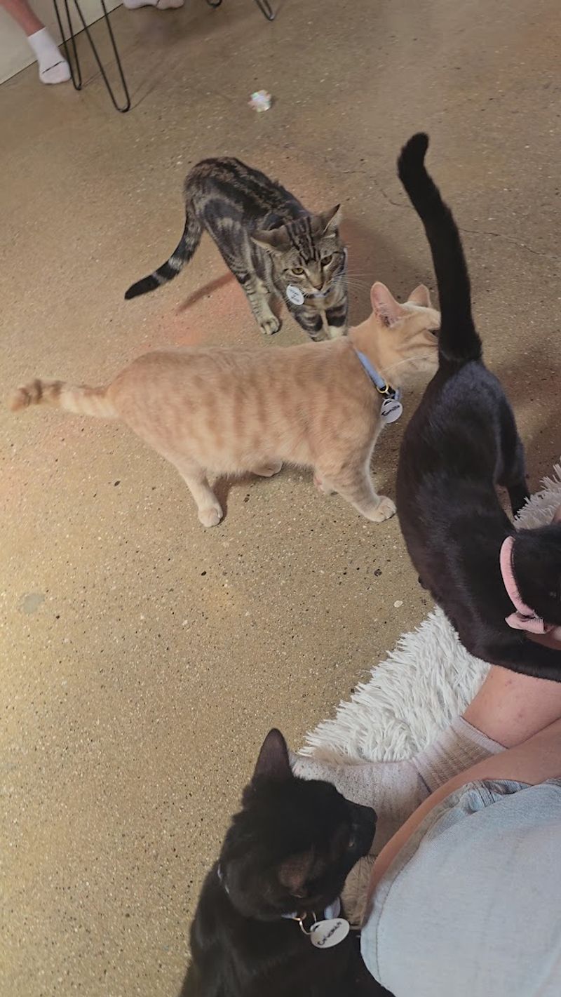 Every Cat You Meet Is a Rescue Looking for a Forever Home