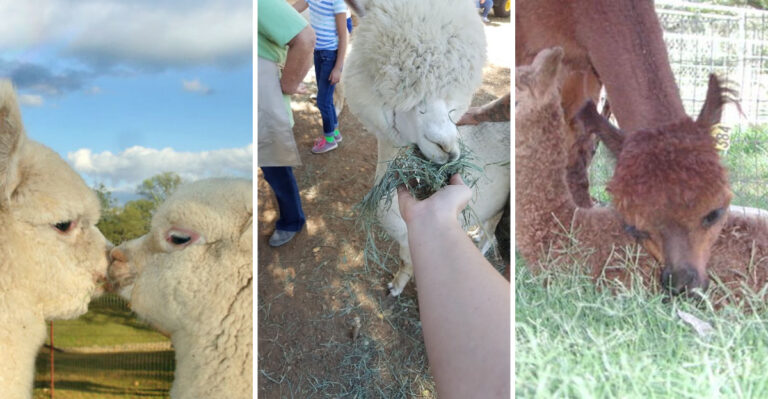 Everything About This Charming California Alpaca Farm Will Brighten Your Day