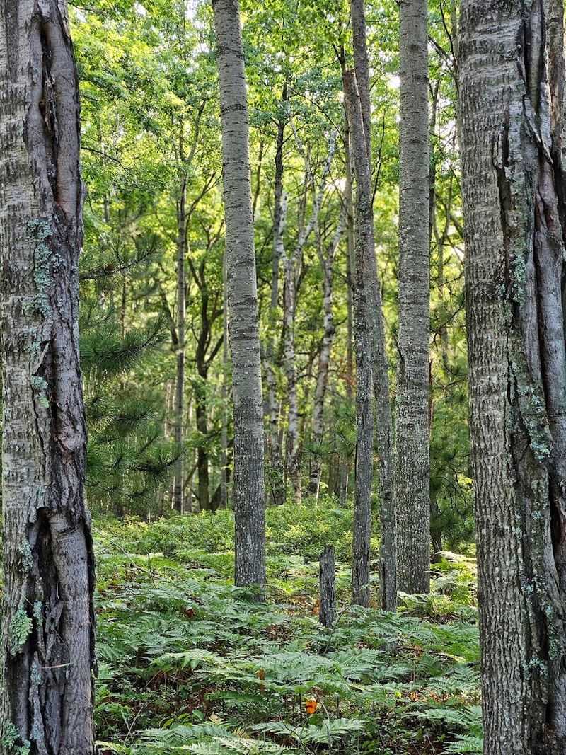 Fall Colors That Transform the Trails