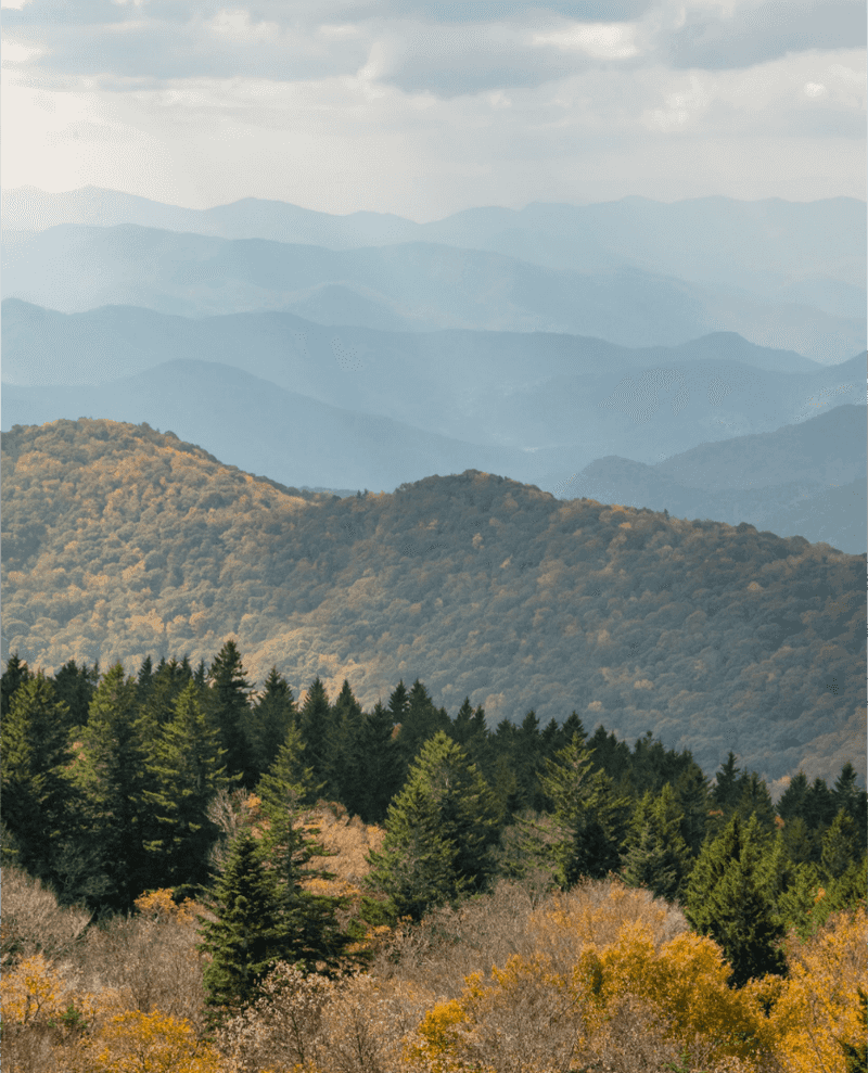 Fall Foliage Season Turns It Into Pure Gold