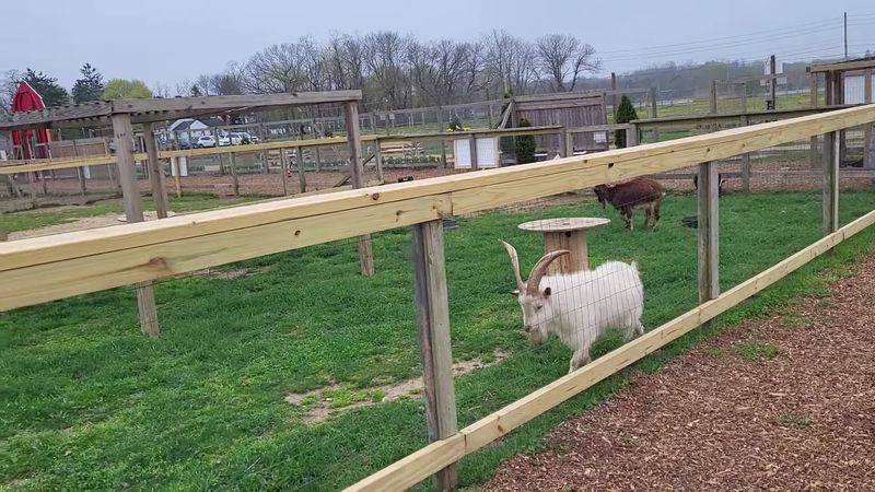 Farm Animals That Delight Kids and Adults Alike