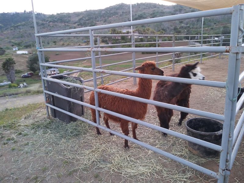 Farm Animals That Make Every Visit Feel Like an Adventure Farm Animals That Make Every Visit Feel Like an Adventure
