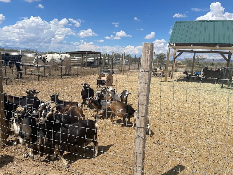 Farm Animals That Steal the Show