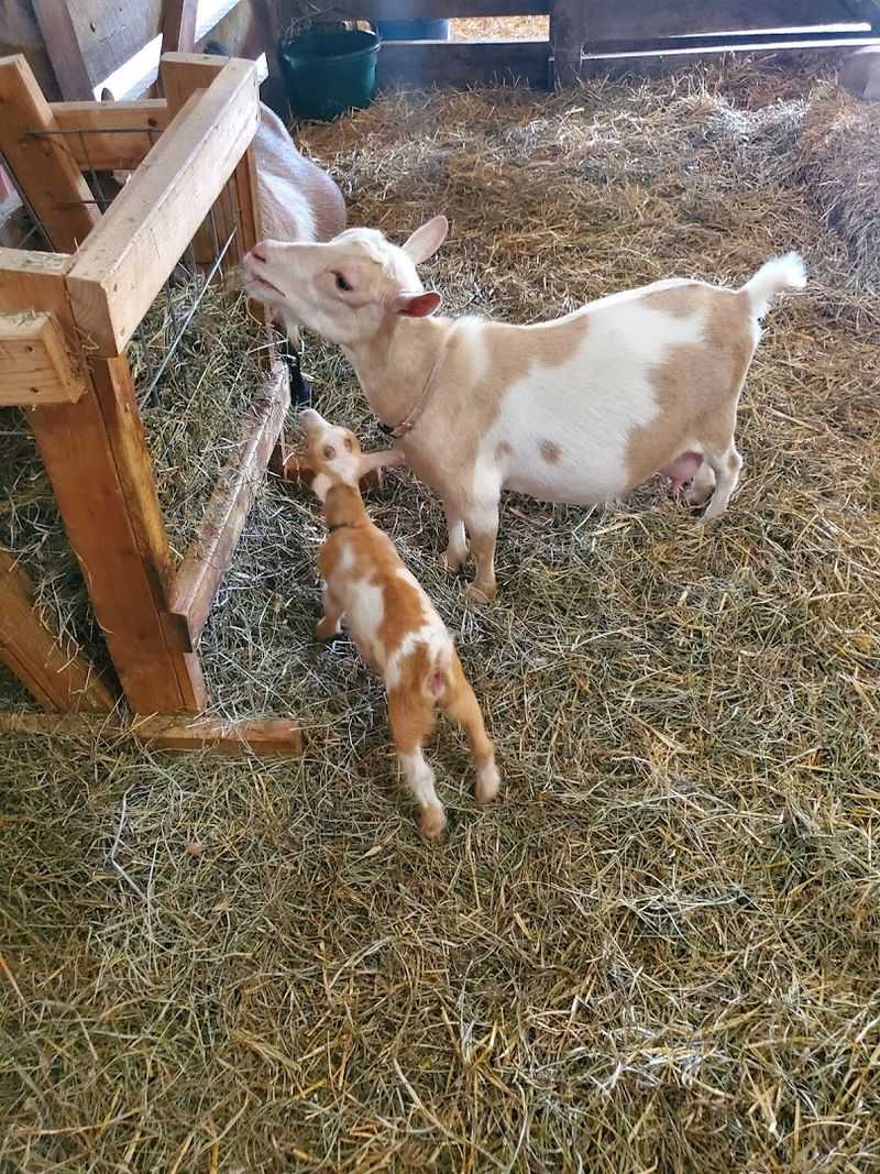 Farm Animals You Can Actually See Up Close Farm Animals You Can Actually See Up Close
