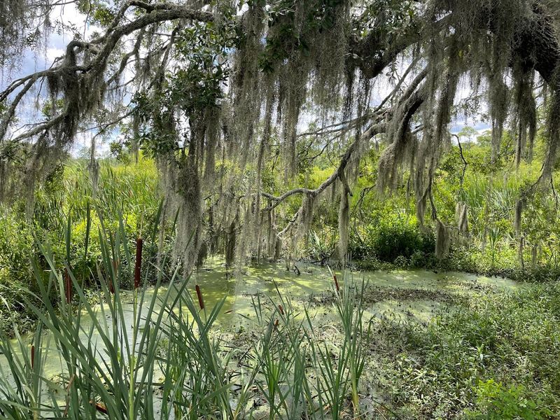 Fascinating Flora Along the Trail System