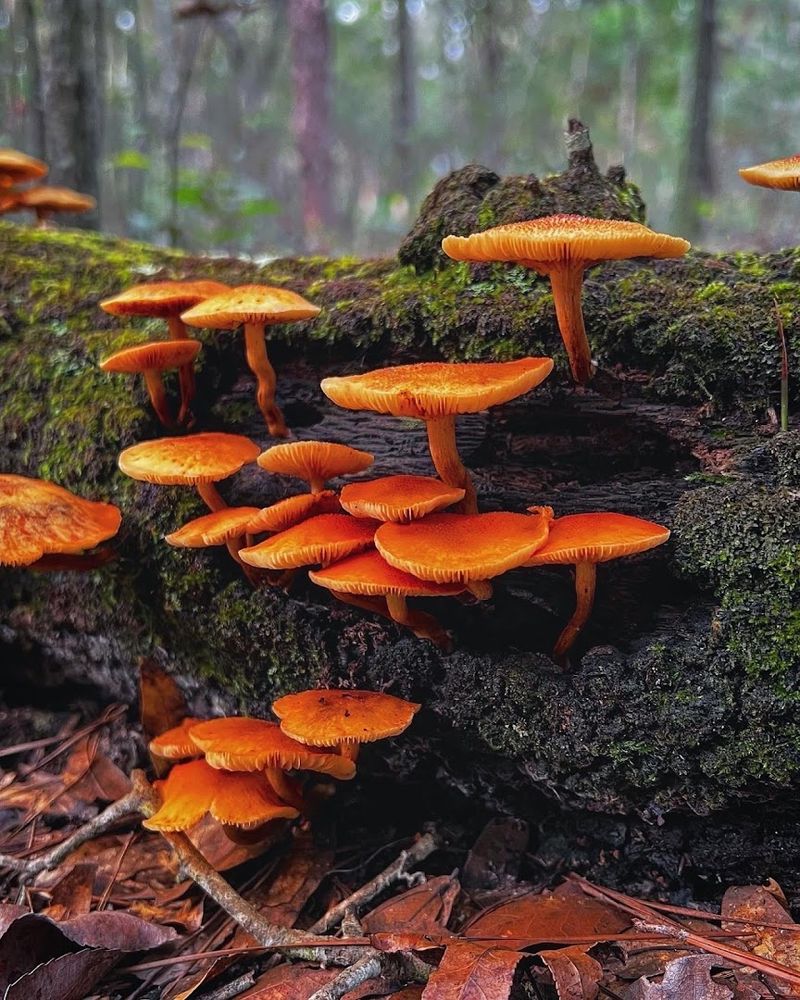 Fascinating Mushrooms, Lichens, and Forest Fungi Fascinating Mushrooms, Lichens, and Forest Fungi