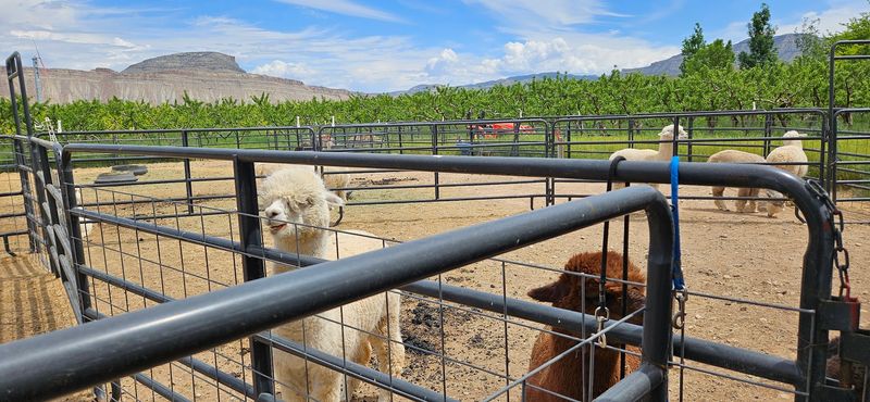 Feeding the Alpacas with Farm-Bought Treats Feeding the Alpacas with Farm-Bought Treats