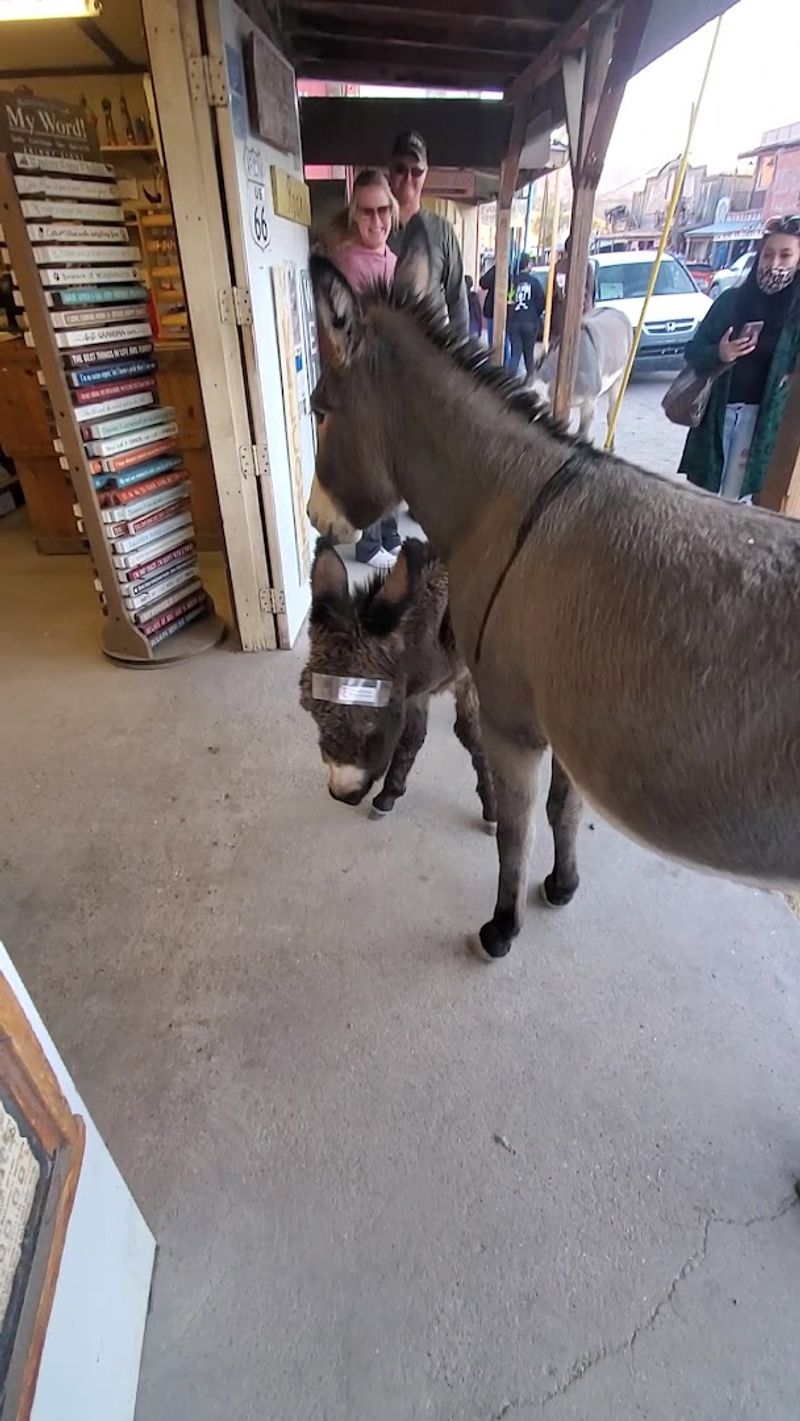 Feeding the Burros: What You Need to Know