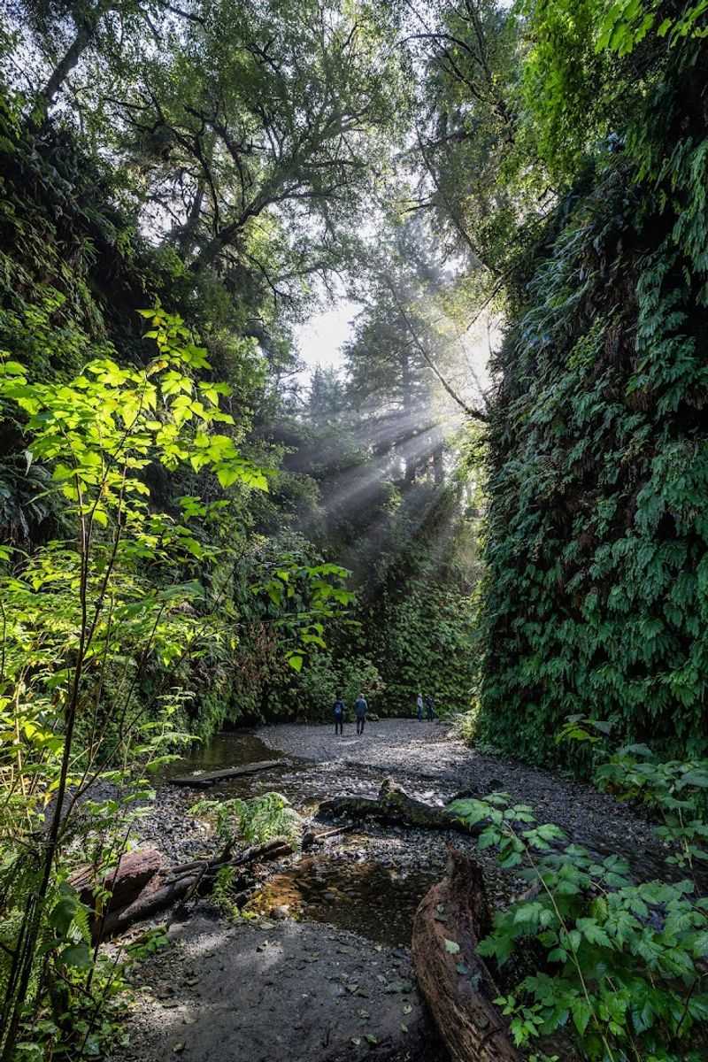 Fern Canyon Trail - Prairie Creek Redwoods State Park, California