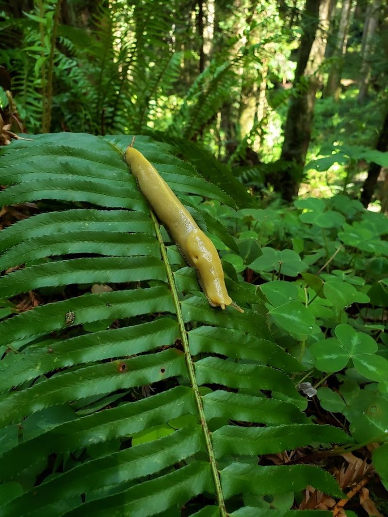 Fern Canyon in Prairie Creek Redwoods State Park