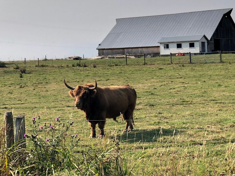 Ferndale's Pastoral Setting Among the Dairy Farms
