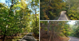Few Michiganders know about this stunning 20-mile tree tunnel hidden in plain sight